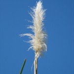 Feather | Photo by Andrew Wallace