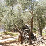 jerusalem-garden