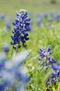 Blue Bonnet